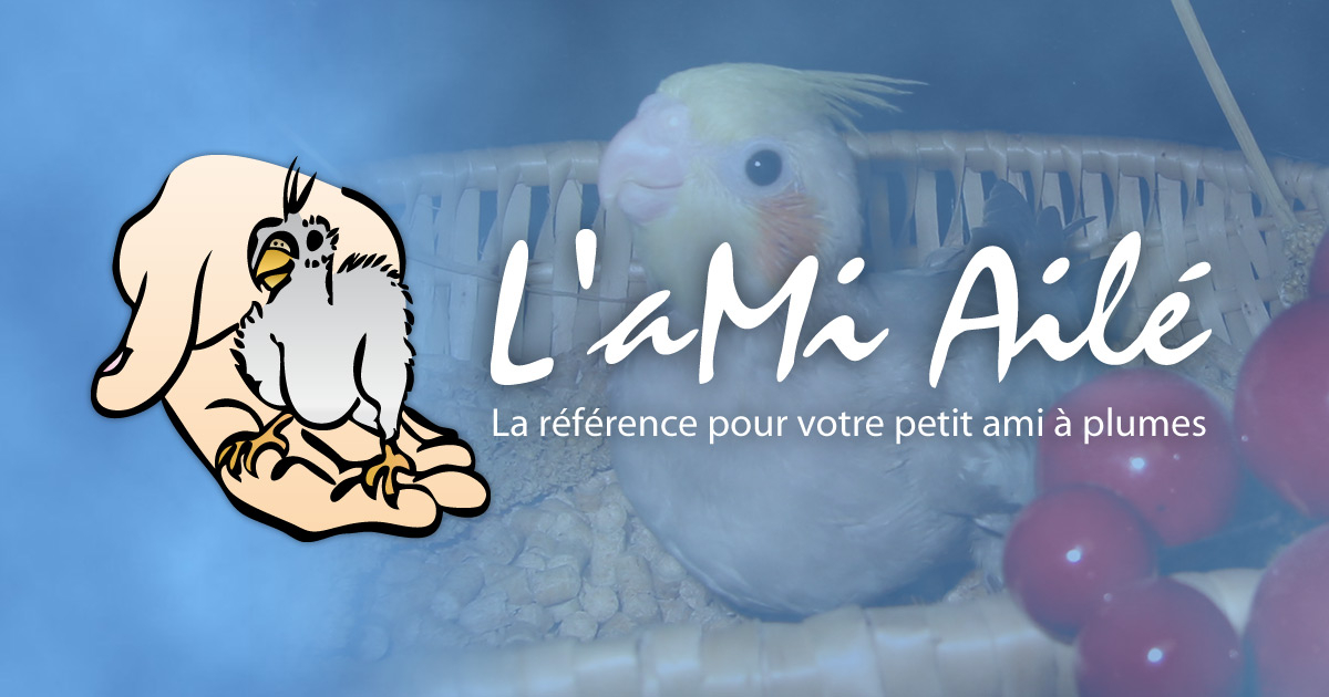 L'ami Ailé